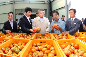 상옥슬로우시티 친환경토마토 효자상품 등극!