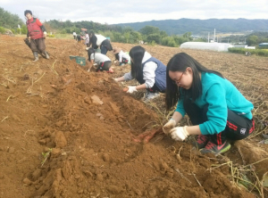 포항시자원봉사센터, 농촌일손돕기 봉사활동 