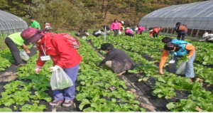 포항시 농촌체험프로그램, ‘지역 홍보 교두보 역할’