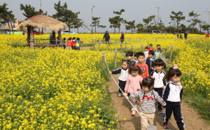 유채꽃 만발, 동심 활짝