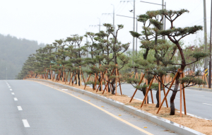 양덕동 대로변에 녹색길 조성