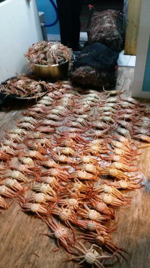 빵게 유통 판매업자 붙잡혀