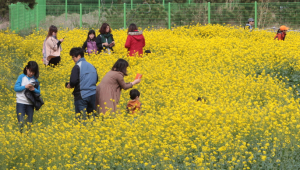 포항 호미곶 유채꽃 만발