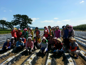 포항시청 새살림봉사회, 사랑의 김장배추 심기 