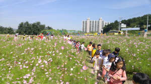 오천읍 용산 들녘-코스모스와 허수아비