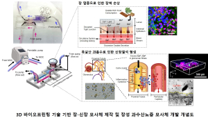 POSTECH 연구팀, 3D 바이오프린팅으로 ‘장-신장’ 이중장기 재현