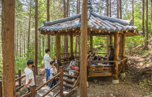 경주시, 건천편백나무숲·황성공원 ‘숲해설 프로그램’ 무료 운영
