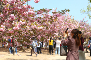 경주시, 4년만에 ‘경주벚꽃축제’ 개최