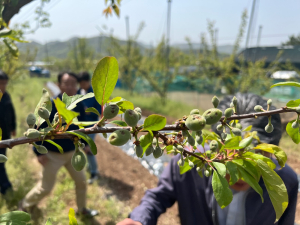 경주시, 이상기온 농작물 피해 농가 특별 지원책 마련