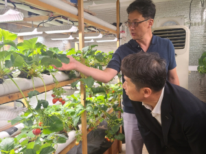 김남일 부시장, 포항 농업의 미래 책임질 특화작물 육성 현장 방문