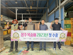 과즙 풍부, 아삭·달콤한 상주복숭아 해외로 간다