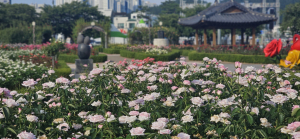 포항의 꽃 장미, 도시 전역에 '만개'