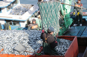 해양문화도시 포항의 상징 시어(市魚) '청어' 선정