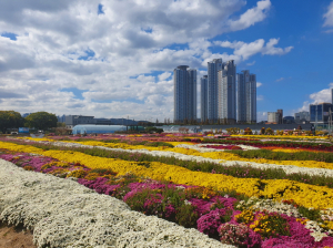 가을 향기 가득한 뱃머리마을 꽃밭, 형형색색 국화전시회 열린다