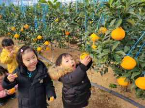 포항 바나나와 한라봉, 농장직송으로 즐기는 신선한 맛