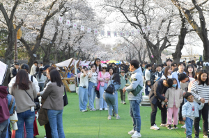 경주 대릉원돌담길 벚꽃축제, 볼거리‧즐길거리 가득…사흘간 14만명 다녀가