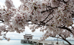 유채꽃과 벚꽃이 전하는 화려한 봄소식, 포항에서 만나세요!