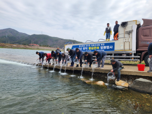 영덕군, 지역 명물 황금은어 '치어' 자체 방류사업 진행