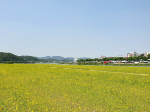 경주시, 형산강변 노란 유채꽃 물결로 '넘실'