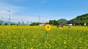 영덕 영해면, 주민 참여 경관개선 사업으로 유채꽃 단지 조성