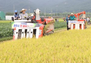 주낙영 경주시장, 첫 벼베기 행사 참여…'이사금쌀' 수확 기쁨 나눠