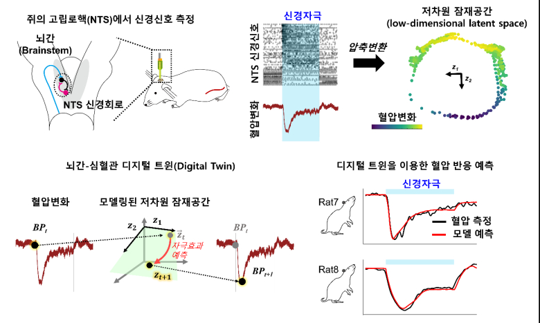 고립로핵(NTS)의 저차원 잠재공간 메커니즘에 기반한 뇌-심혈관 디지털 트윈.