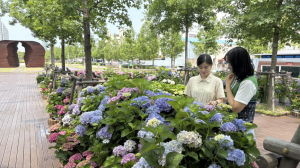 수국으로 물드는 포항 철길숲 ‘팝업가든 수국수국’ 테마 정원 조성