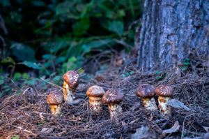 영덕군, 경북산불 피해 딛고 송이 생산 1위 기적 신화