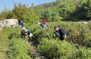 영덕군 농업정책과 직원들, 농가 일손 돕기 봉사활동