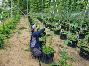[특집] 포항에서 자란 홉, 맥주의 미래를 바꾸다