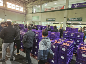 포항시, 사과 ‘원물출하' 첫 경매 실시…농가 부담 확 줄인다