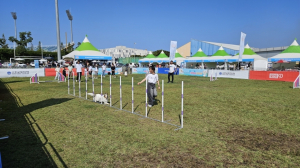 반려동물 친화도시 포항 도약 … 고품질 친환경 축산 기반 다진다