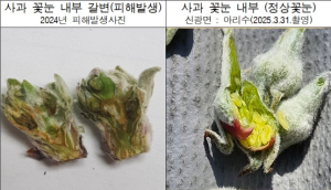 봄철 냉해 막는다! 포항시, 1억 6천만 원 투입…과수 피해 예방 나서