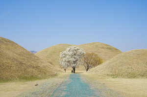 [특집] 벚꽃보다 먼저 만나는 '경주의 봄'…목련 명소 따라 산책길