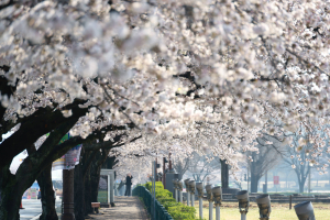 경주 전역 벚꽃 만개… 주말 ‘봄꽃 절정’ 맞았다