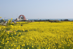 100만 명 찾은 포항 호미반도 유채꽃 막바지…20일부터 메밀꽃으로 교체