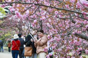 경주 불국사공원 겹벚꽃 ‘절정 임박’…분홍빛 물결 장관