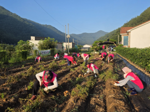 포항시여성단체협의회, 직접 키운 감자 250kg 수확…이웃나눔 실천