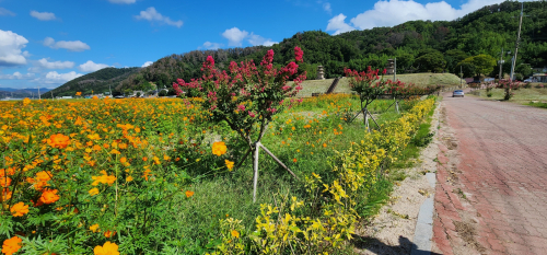 경주 감은사지 앞 황무지, 4,700㎡ 꽃밭으로 탈바꿈